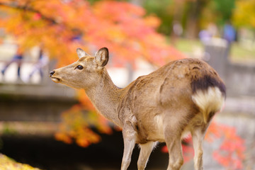 Deer in Nara , Japan