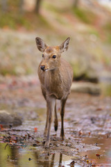Deer in Nara , Japan