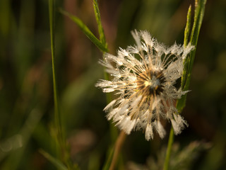 Dandelion in the dew