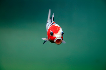 Koi swimming in water