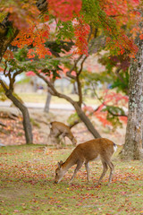 Deer in Nara , Japan