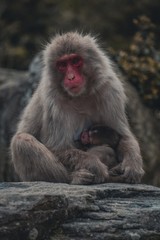 Vertical portrait of a big grey Japanese macaque holding its baby surrounded by stones