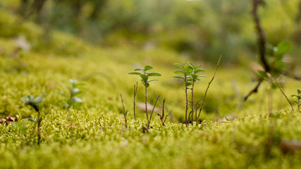 Green moss in autumn