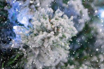 Closeup Christmas tree with snow background