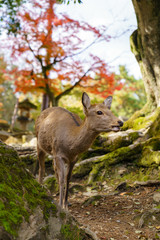 Autumn in Japan with Nara's deers