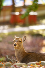 Autumn in Japan with Nara's deers
