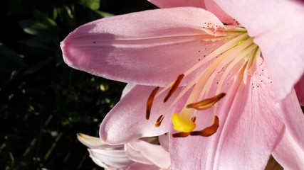 pink lily in the garden