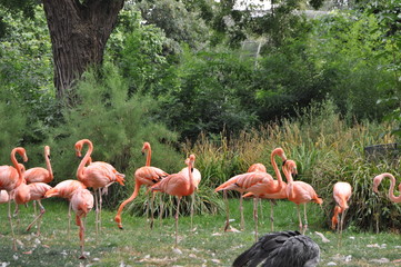 flamands roses