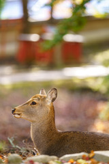 Autumn in Japan with Nara's deers