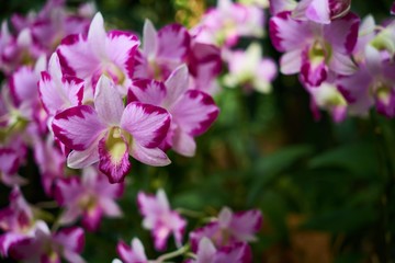 Fototapeta premium pink flowers in the garden