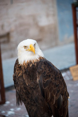 bald eagle