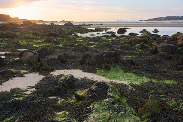 Seaweed and rocks at low tide at a beach in Brittany, dusk, small island in the background