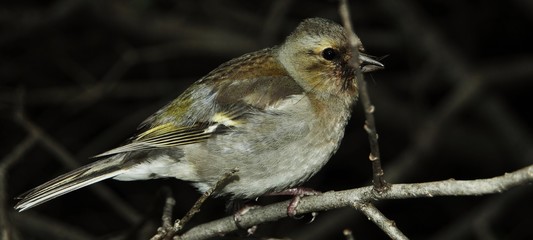 oiseau dans les bois