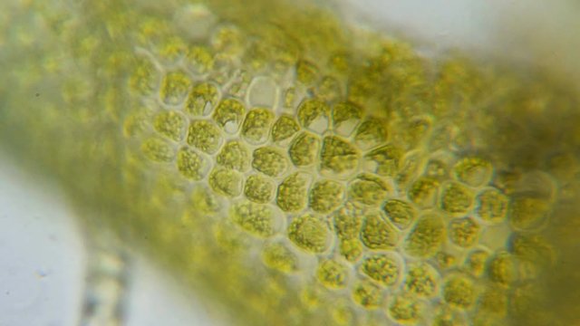 Chloroplast under a microscope. Chloroplasts in plant cells. Cell structure view of leaf surface showing plant cells under microscope for education. Green plant cells under microscope. GMO. DNA.