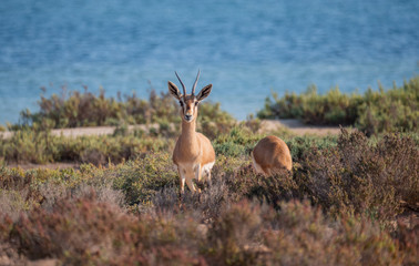 Arabian Sand Gazelles on Hawar Island, Bahrain