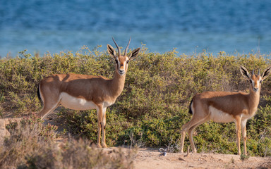 Arabian Sand Gazelles on Hawar Island, Bahrain