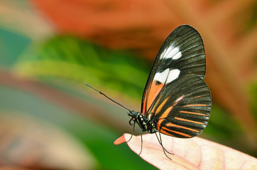 Close-up of a Postman butterfly perched in leaves