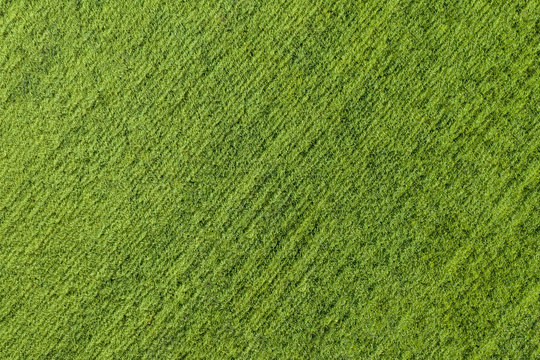A green field, thickly sown with wheat. Texture. Shooting from a drone.