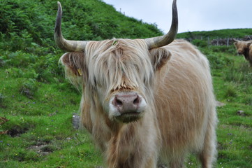 vache &eacute;cossaise 