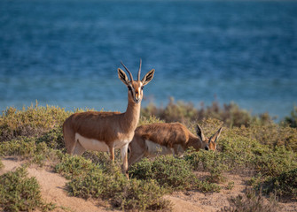 Naklejka na ściany i meble Arabian Sand Gazelles on Hawar Island, Bahrain