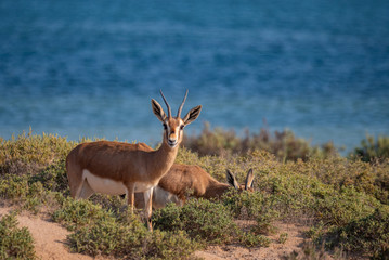 Naklejka na ściany i meble Arabian Sand Gazelles on Hawar Island, Bahrain