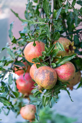 Red ripe pomegranate fruit on tree branch in the garden. 