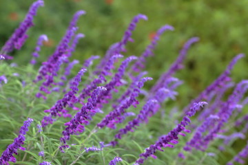 アメジストセージ