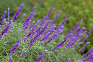 アメジストセージ