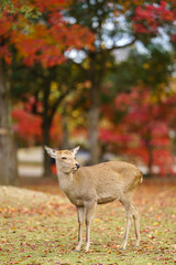 Autumn in Japan with deers (Nara park , Kansai Japan)