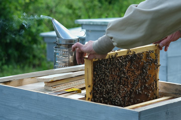 Frames of a bee hive. Beekeeper harvesting honey. The bee smoker is used to calm bees before frame removal. Beekeeper Inspecting Bee Hive.