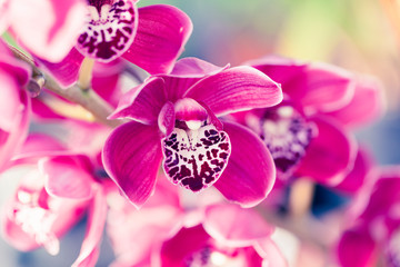 Phalaenopsis orchid macro - obrazy, fototapety, plakaty
