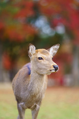 Autumn in Japan with deers (Nara park , Kansai Japan)