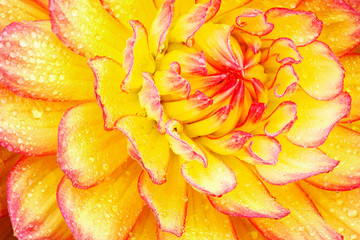 Close-up of a red and yellow dahlia with raindrops and showing its textures, patterns and details