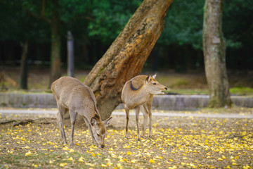 Autumn in Japan with deers (Nara park , Kansai Japan)