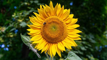  yellow sunflower in the city