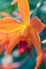 Orchid Macro Photo