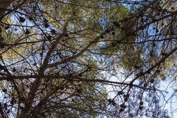 Pine Forest near Fondón (Spain)