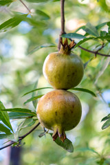 Growing pomegranate fruit on a tree, garden with fruit trees, Green pomegranate (Punica granatum), fruit