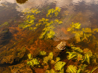 abstract picture of underwater plants in a steep river