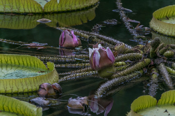 Beautiful flower that grows in the water. It looks unreal and kind of scary but pretty at the same...