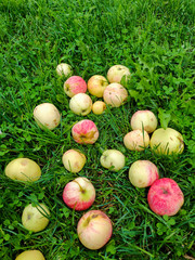 Apples on grass, fruits harvest.
