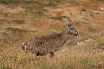Ibex in the wild