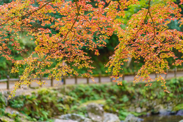Autumn leaves in Japan