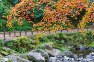 Autumn leaves in Japan