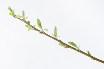 Spring twig of tree with first leaves isolate