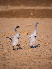 Stranded Socotra Cormorant chicks on Hawar Islands, Bahrain