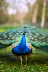 Tuinposter Lovely colourful peacock registered in Holland Park © Felipe