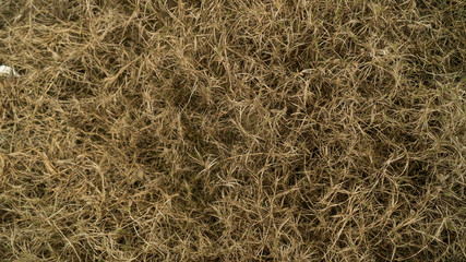 Dry Grass