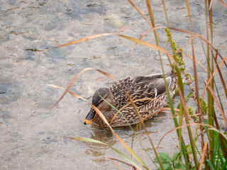 Duck