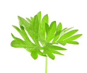 small sprigs of fresh parsley. (macro focus stacking)